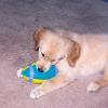 Golden Retriever puppy enjoying his toy.